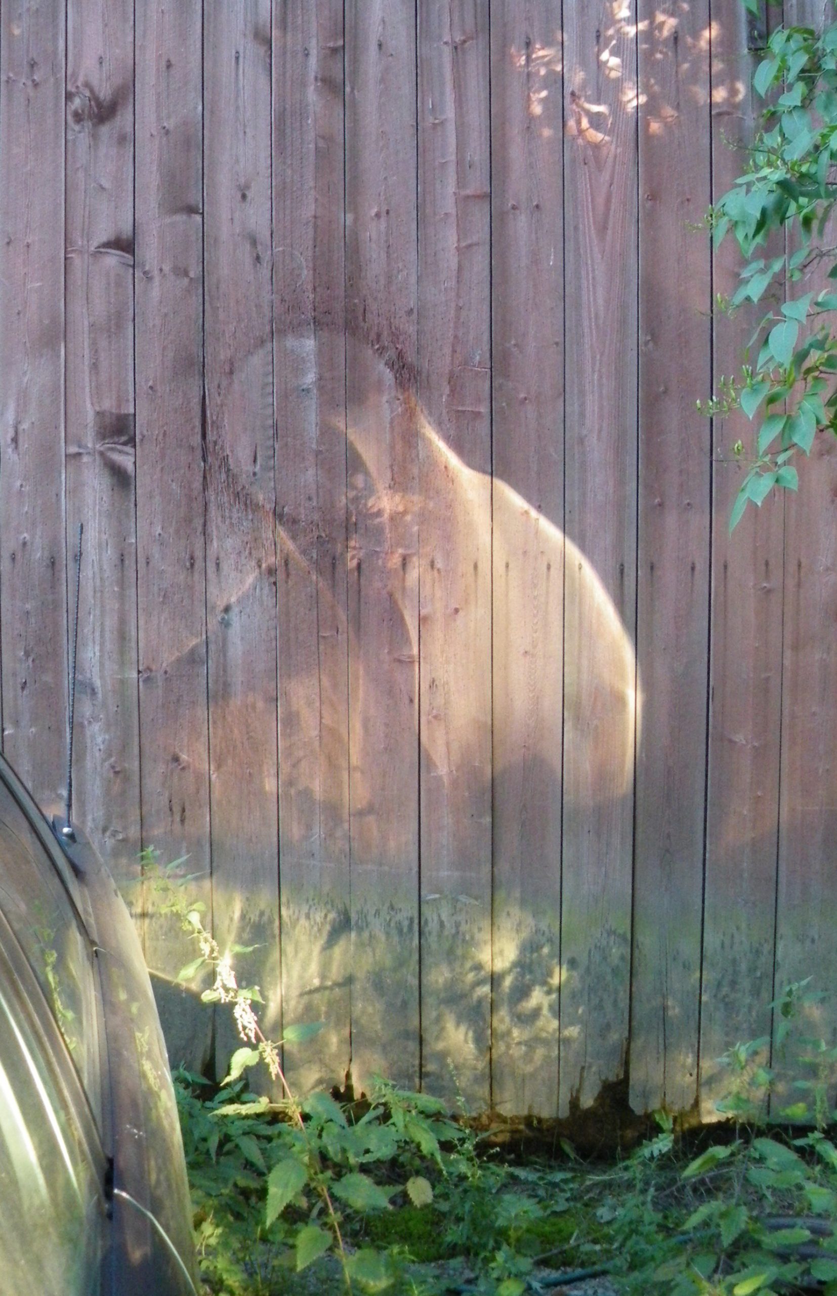 Image of Madonna and child on barn door, Hämeenlinna, Finland, August 2011