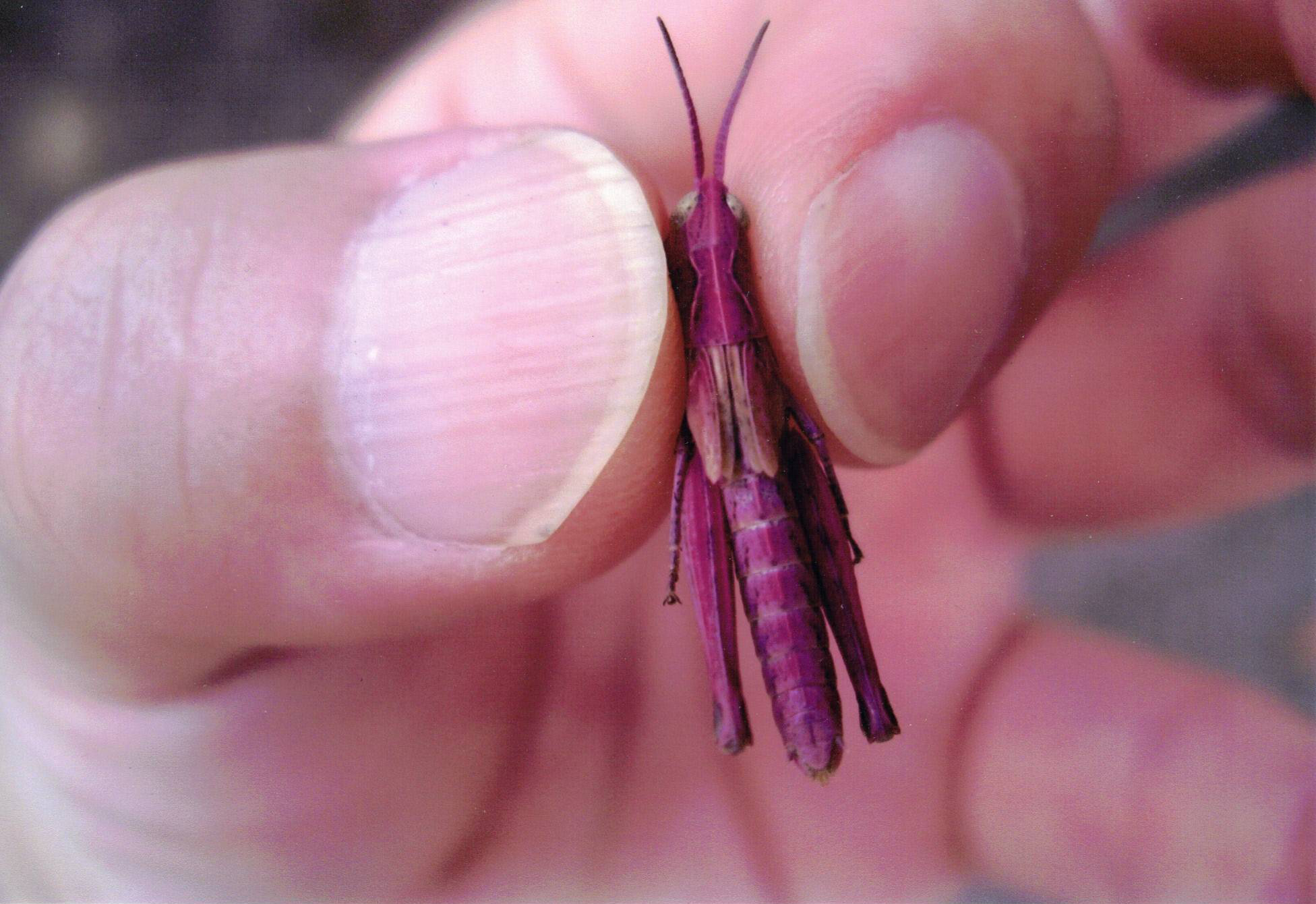 Pink grasshopper, Minakami Gumma Prefecture, Japan, 2005