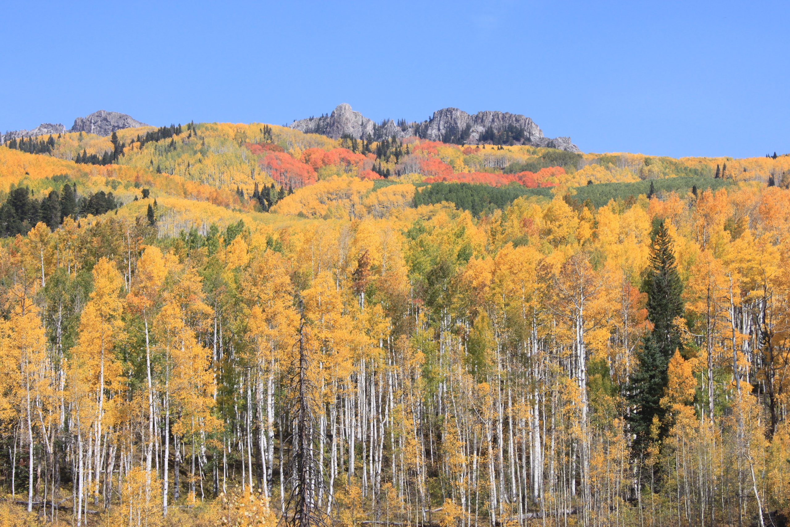 Fall colors at Kebler Pass, Colorado USA (Photograph: <a href='https://commons.wikimedia.org/wiki/File:Fall_Colors_at_Kebler_Pass%2C_Colorado_USA.JPG' target='_blank'>Aakash sahai, Wikimedia Commons</a>)