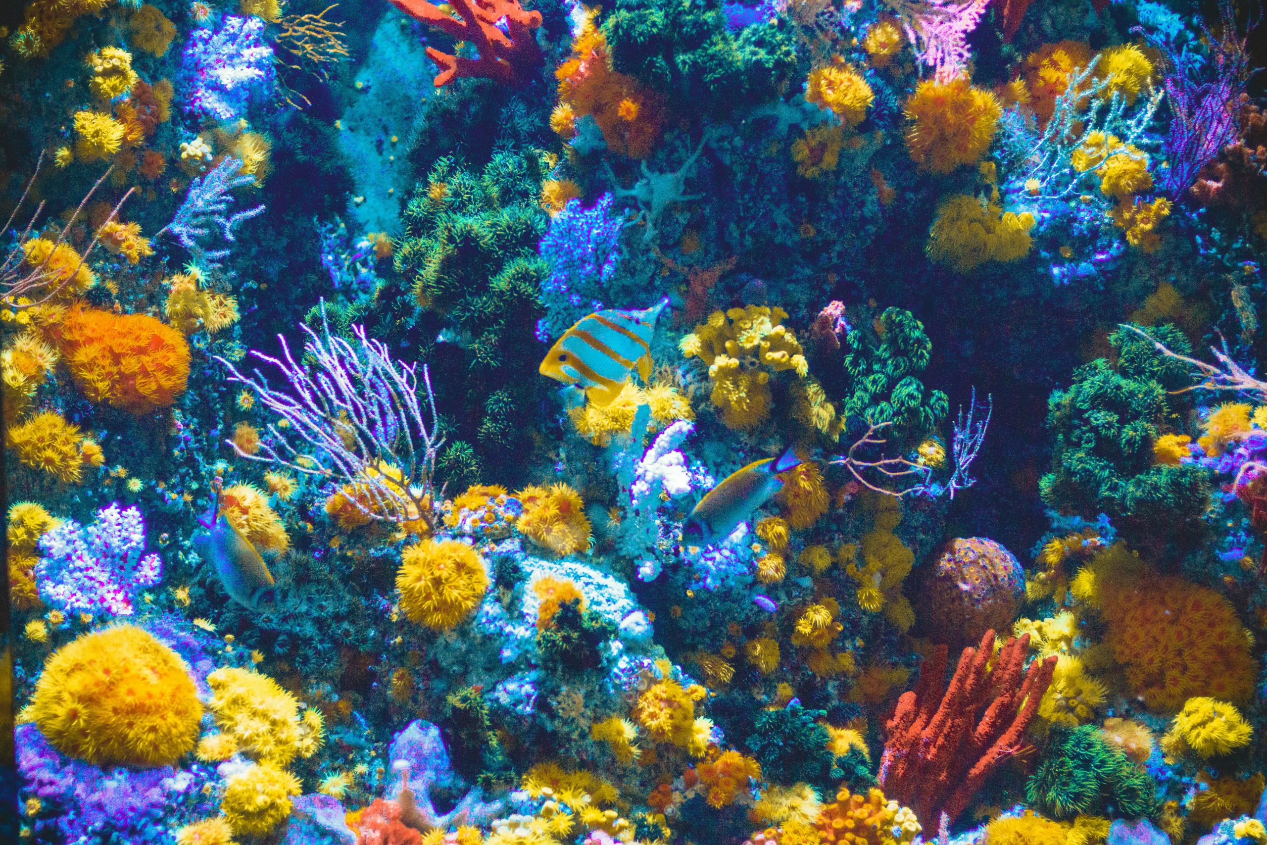 Fish near corals (Photograph: Shaun Low, <a href='https://unsplash.com/photos/blue-and-gray-fish-near-corrals-v8Un2Roo1Ak' target='_blank'>Unsplash</a>)
