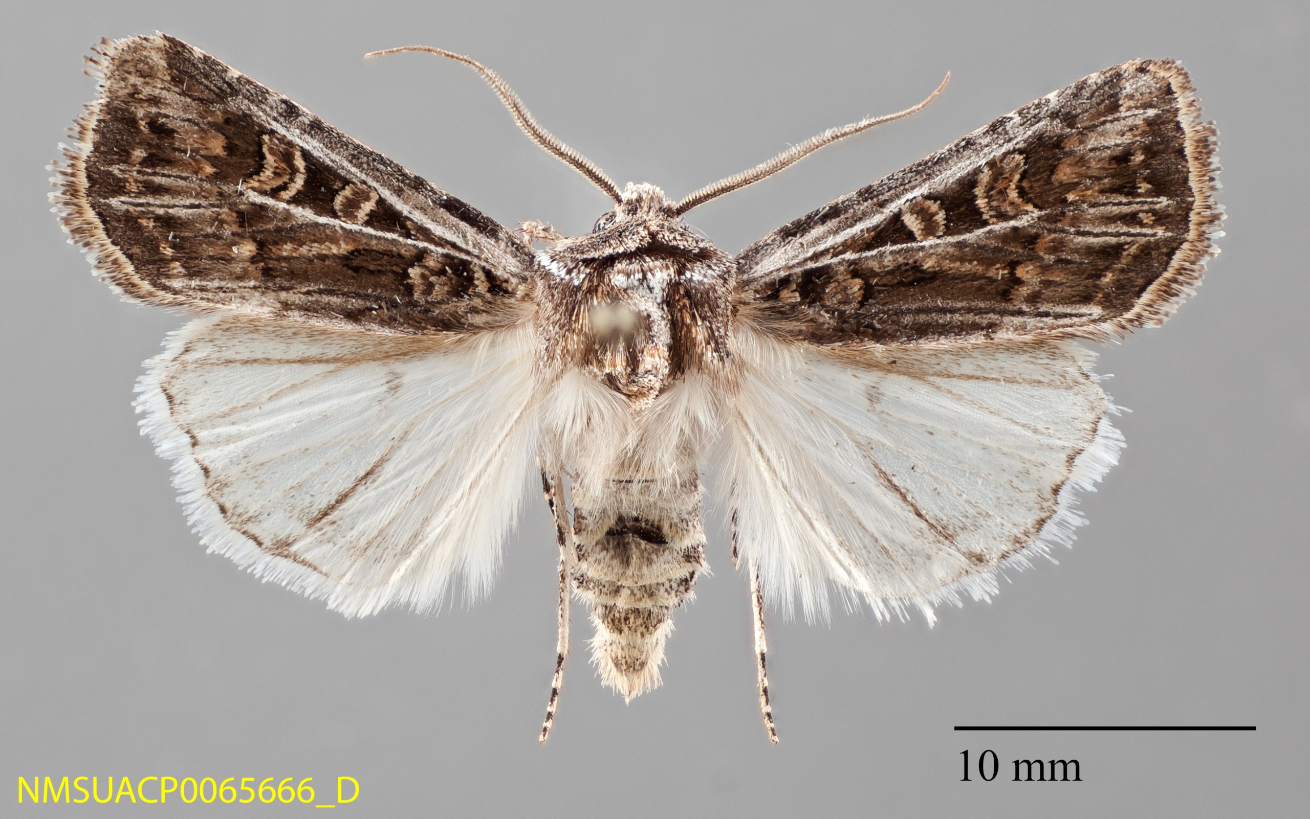 Euxoa niveilinea-mot (Foto: <a href='https://commons.wikimedia.org/wiki/File:Euxoa_niveilinea_dorsal.jpg' target='_blank'>Wikimedia Commons</a>)