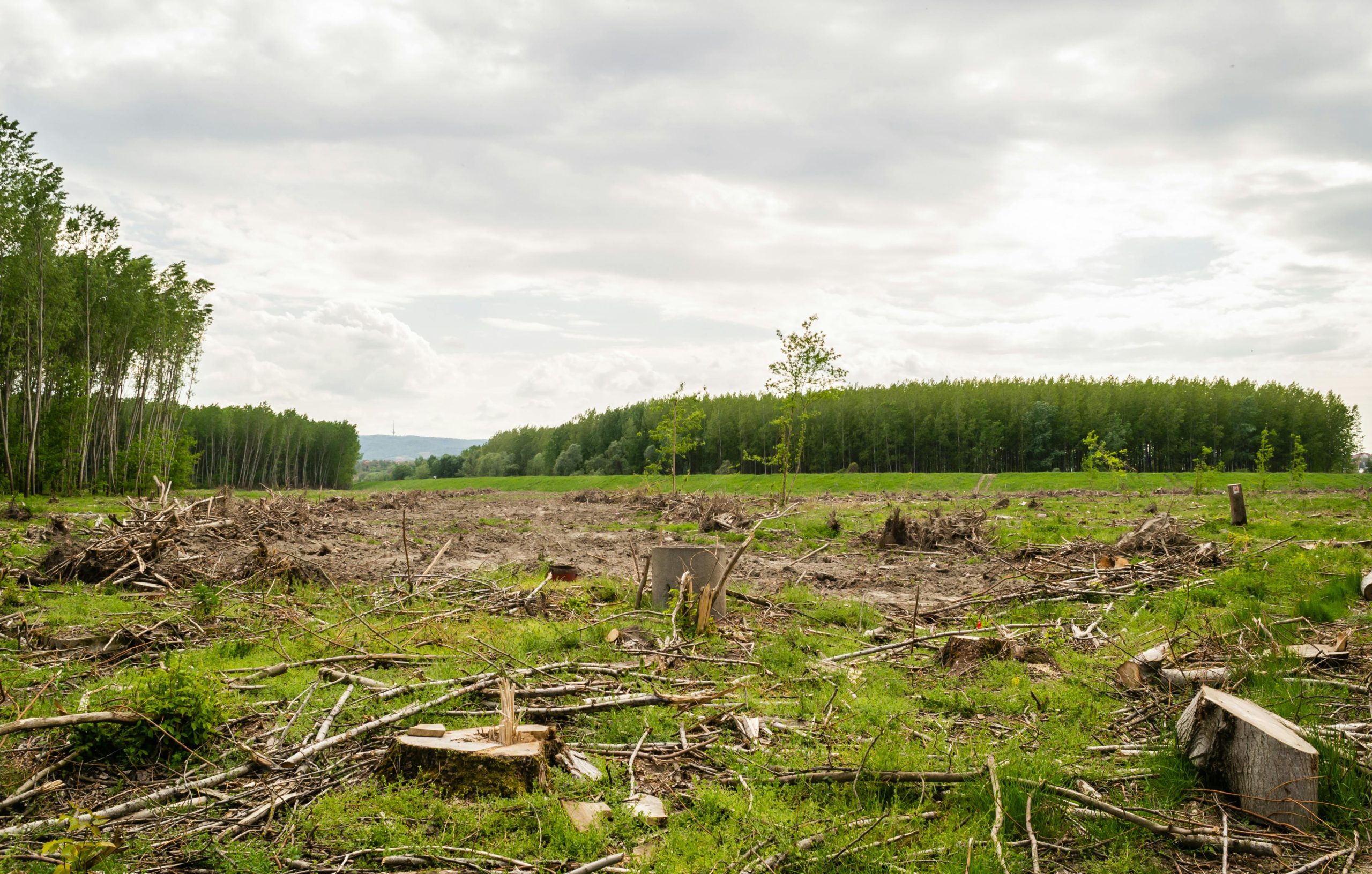 Felled trees in forest (Photograph: Zoran Milosavljevic, <a href='https://www.pexels.com/photo/view-of-felled-trees-in-the-forest-13402523/' target='_blank'>Pexels</a>)