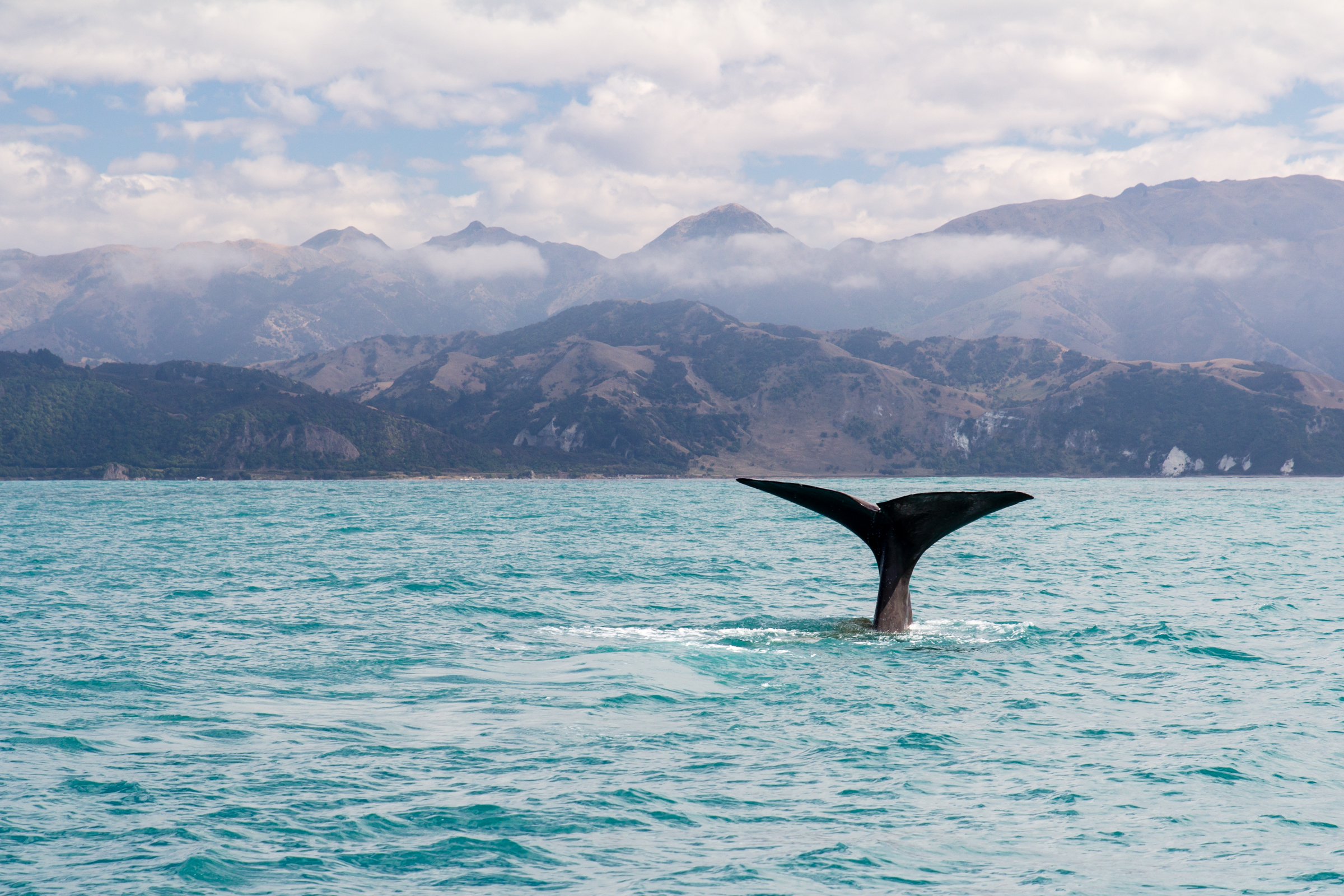Whale Watching in Kaikoura, New Zealand (Photograph: Oren Rozen, <a href='https://commons.wikimedia.org/wiki/File:NZ280315_Kaikoura_Whale_Watching_06.jpg' target='_blank'>Wikimedia Commons</a>)