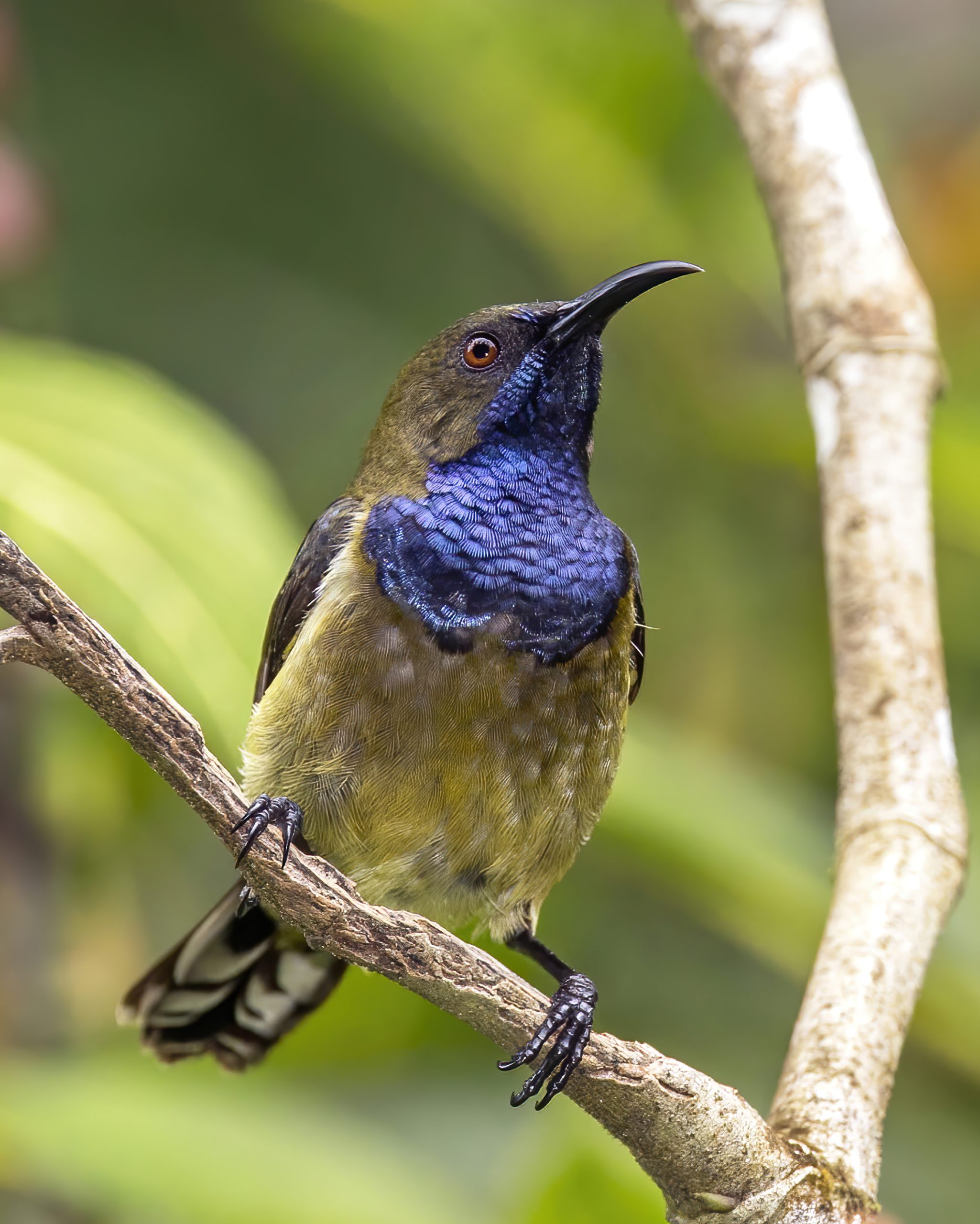 Hartlaubs zonnevogel (Anabathmis hartlaubii) – mannetje (Foto: Charles J. Sharp, <a href='https://commons.wikimedia.org/wiki/File:Pr%C3%ADncipe_sunbird_(Anabathmis_hartlaubii)_male.jpg' target='_blank'>Wikimedia Commons</a>)