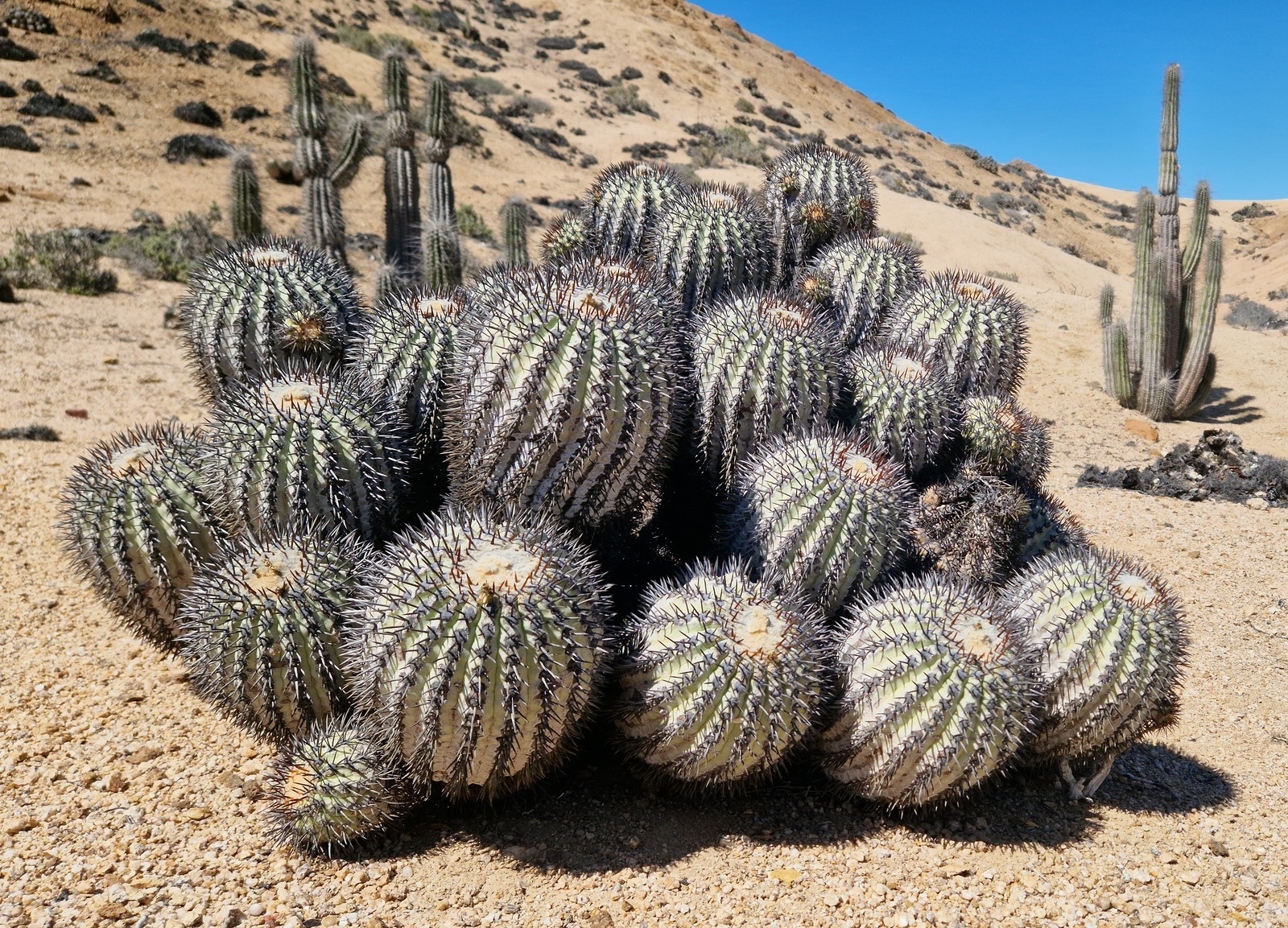 Copiapoa longistaminea in Chile (Photograph: Carl Howard-Morton, <a href='https://commons.wikimedia.org/wiki/File:Copiapoa_longistaminea_9.jpg' target='_blank'>Wikimedia Commons</a>)