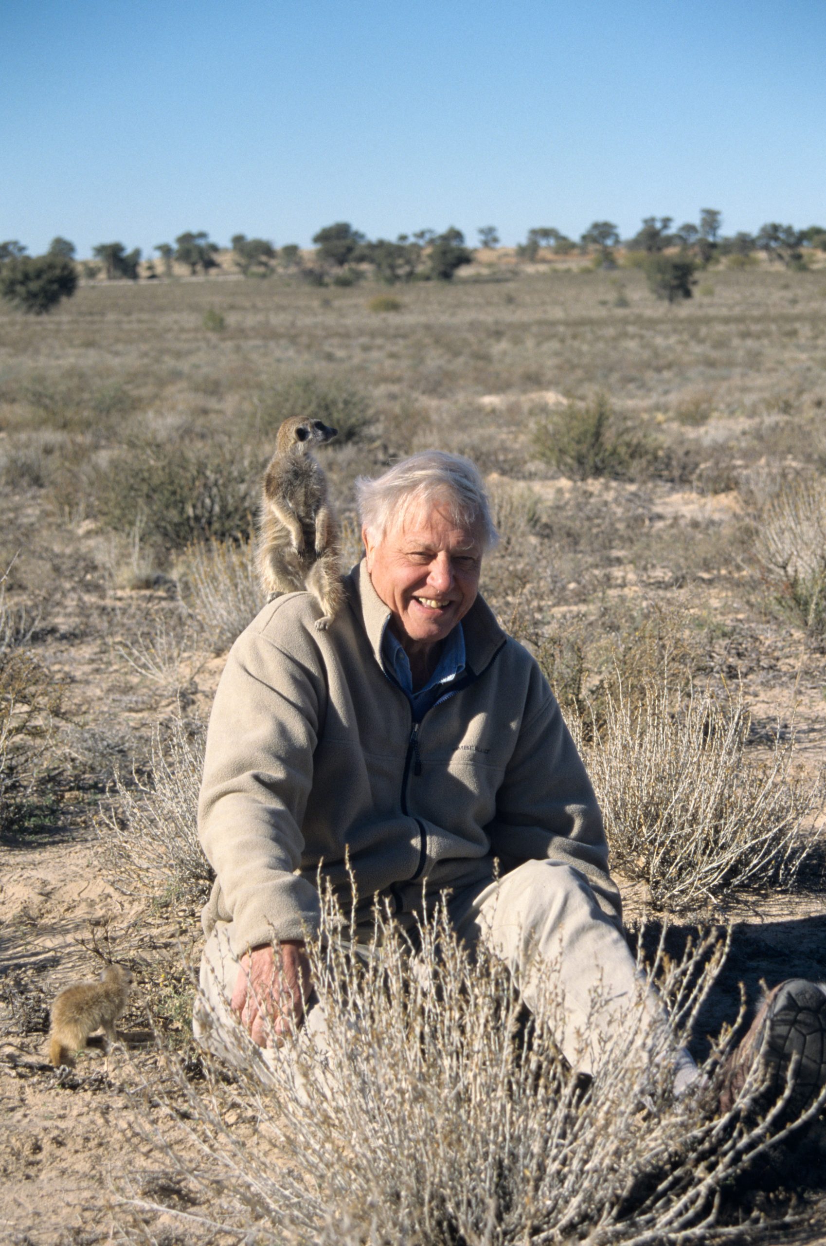 Sir David Attenborough met meerkat (Foto: Adam Seward/Alamy)