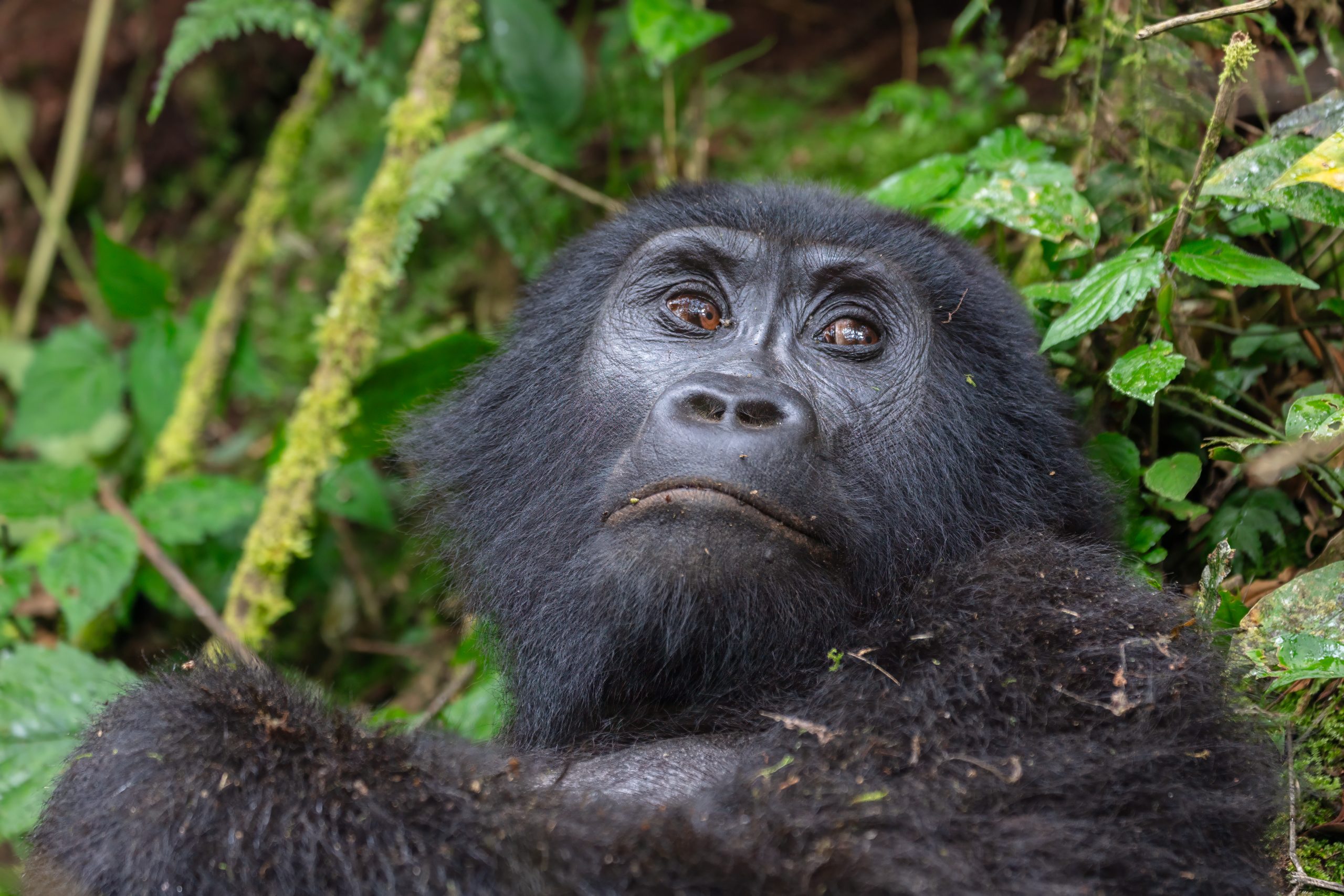 Mountain gorilla, Bwindi National Park, Uganda (Photograph: Diego Delso, <a href='https://commons.wikimedia.org/wiki/File:Gorila_de_monta%C3%B1a_(Gorilla_beringei_beringei),_parque_nacional_de_la_Selva_Impenetrable_de_Bwindi,_Uganda,_2024-02-02,_DD_80.jpg' target='_blank'>Wikimedia Commons</a>)