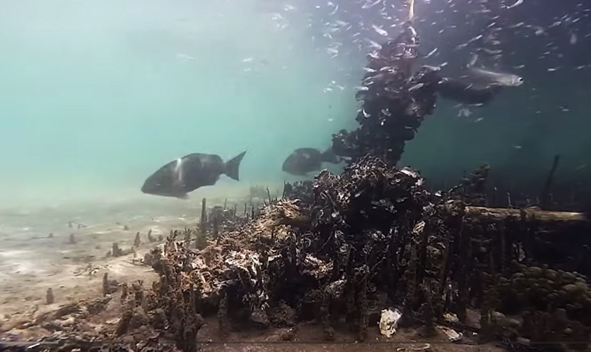Rewilding oysters in the UK
