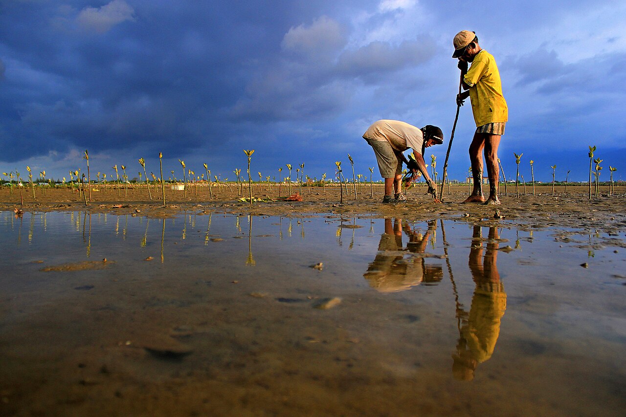 Mangrove forest reforestation (Photograph: Irwandi wancaleu, <a href='https://commons.wikimedia.org/wiki/File:Mangrove_forest_reforestation.jpg' target='_blank'>Wikimedia Commons</a>)