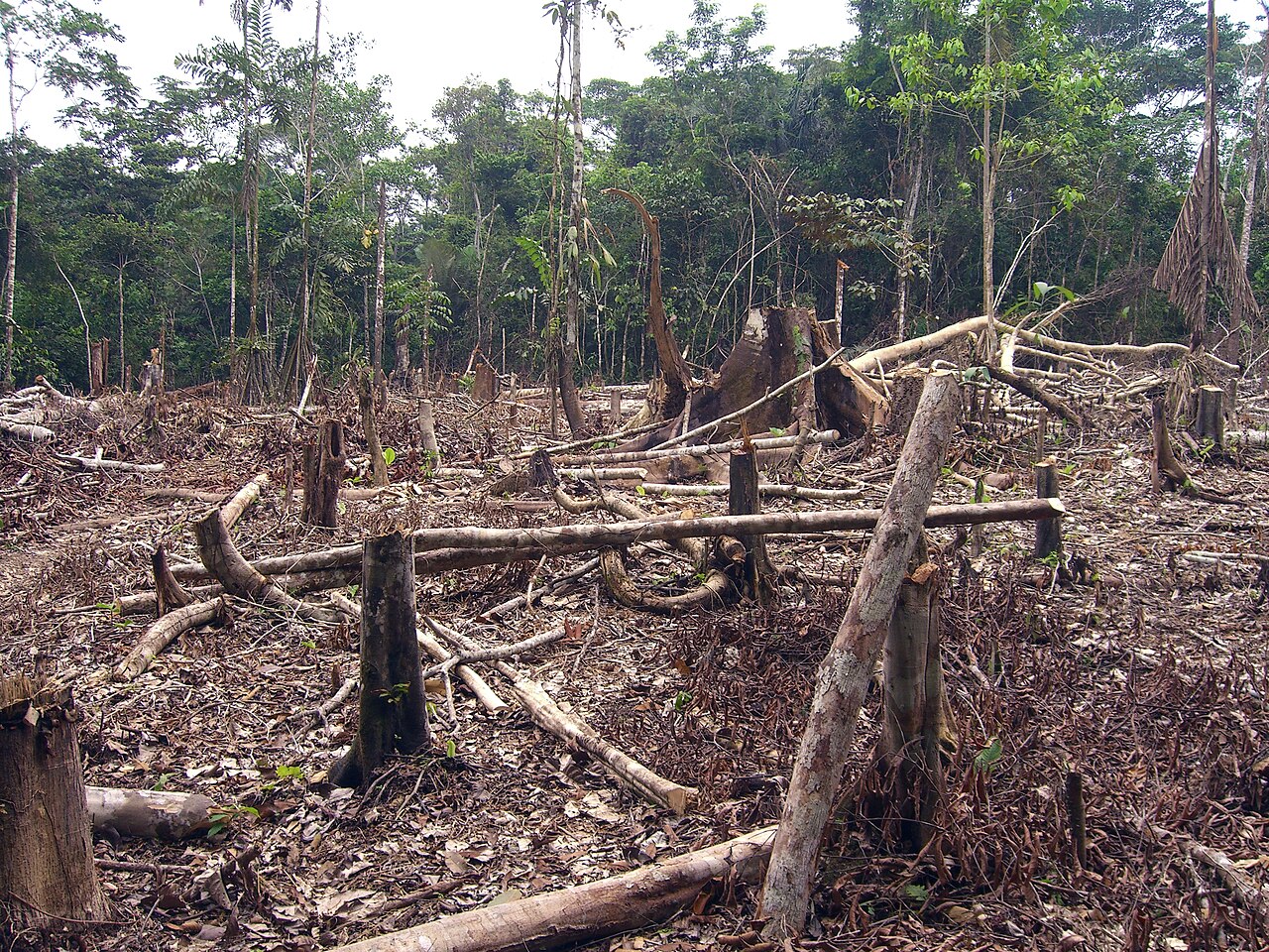 Brandlandbouw in het Amazonegebied (Foto: Matt Zimmerman, <a href='https://commons.wikimedia.org/wiki/File:Amazon_slash_and_burn_agriculture_Colombia_South_America.jpg' target='_blank'>Wikimedia Commons</a>)