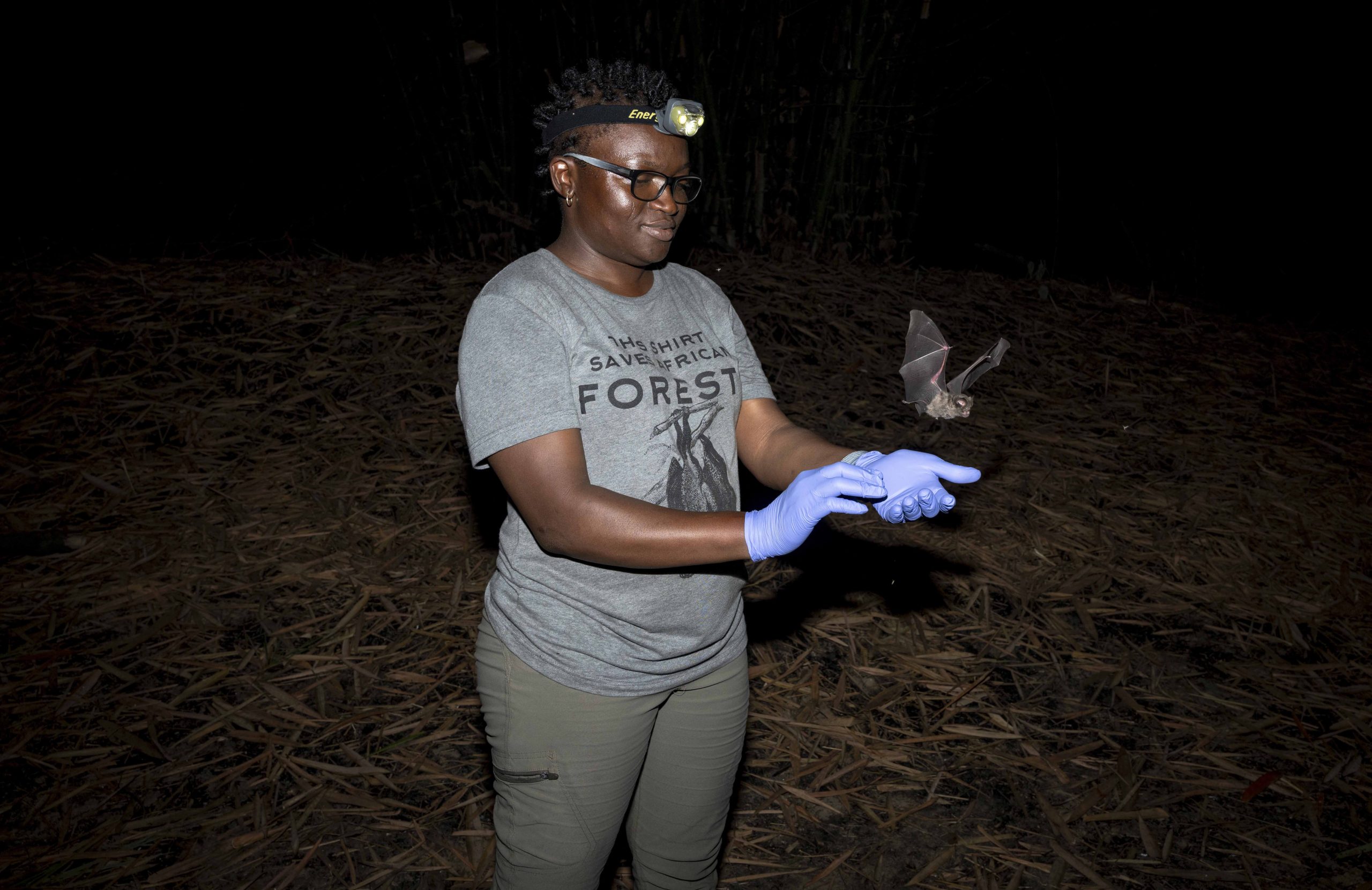 Iroro Tanshi laat een vleermuis vrij na het verzamelen van morfometrische gegevens in Odukpani, in de staat Cross River (Foto: Etinosa Yvonne voor de Goldman Environmental Prize)