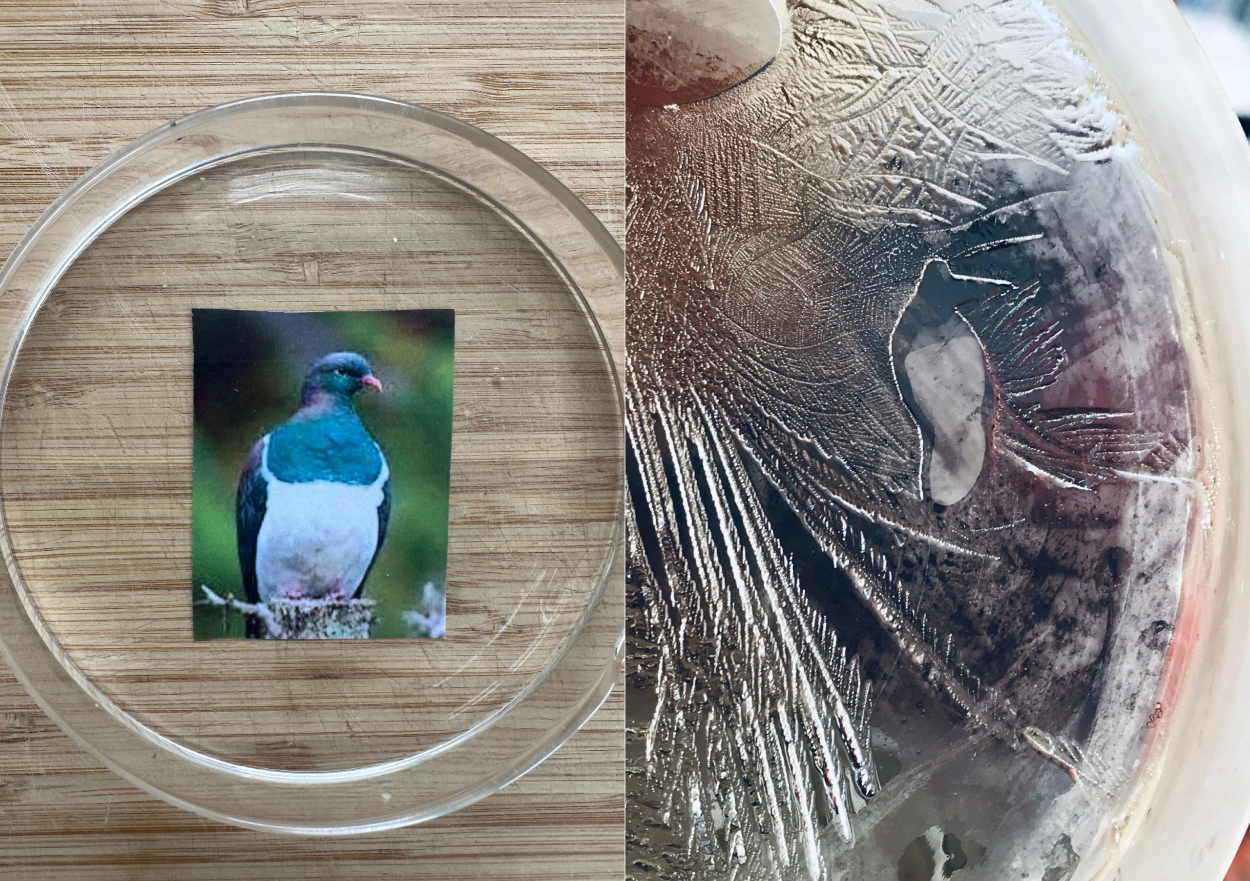 Image of wood pidgeon under dish, left, with response in ice crystals, right (Photograph: Veda Austin)